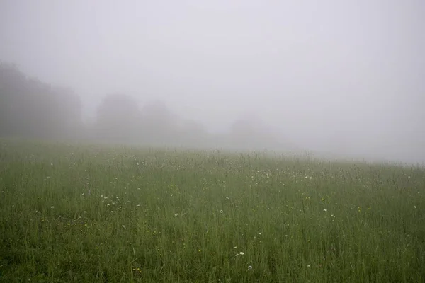 Mattina Nebbiosa Sul Prato Con Alberi Vista Slovacchia — Foto Stock