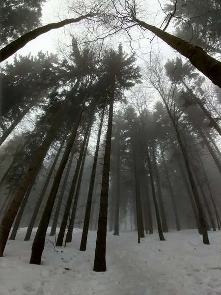 Winterzeit Bäume Wald Slowakei — Stockfoto