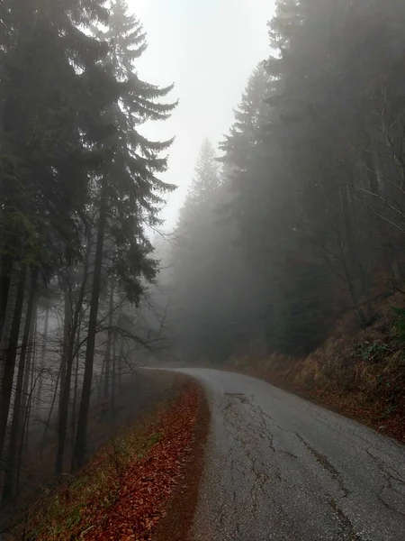 Sommerzeit Bäume Wald Slowakei — Stockfoto