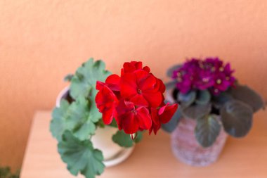 Evdeki odada güzel çiçekler