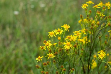 Bahçedeki güzel çiçekler. Yakın çekim.