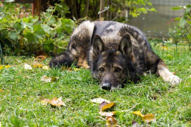 Yaşlı köpeği oyuncakla yakın plan çek.