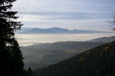 Ağaçları ve yeşil yaprakları olan sihirli orman