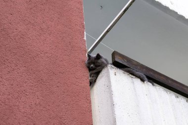 Duvarda bir kedi yatıyor.