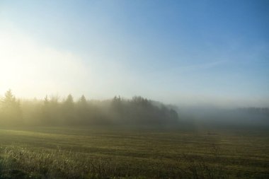 Ormandaki ağaçlar ve patikalar. Slovakya