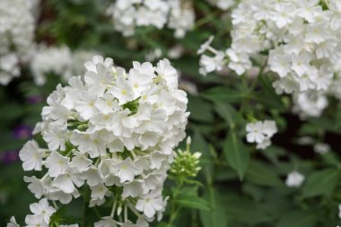 Renk çiçek atış kapatın