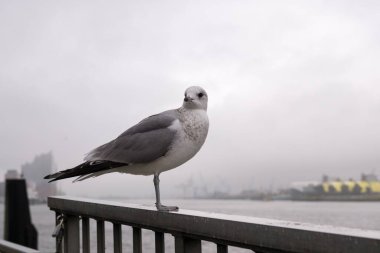 Limanda martı var. Hamburg, Almanya