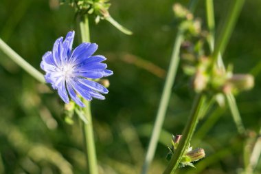 Renk çiçek atış kapatın