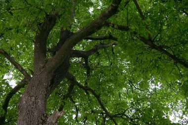 yeşil yapraklar, gündüz çekim