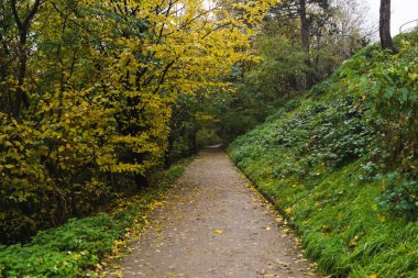 Ağaçlar ve yapraklarla dolu sonbahar parkı