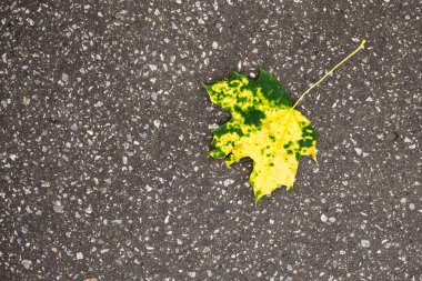 Yerde sonbahar yaprağı. Slovakya