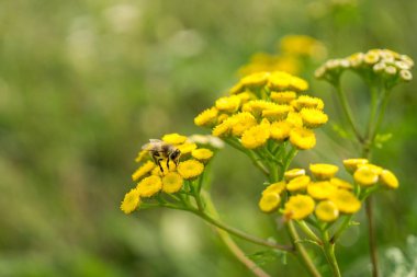 Bahçedeki güzel çiçekler. Yakın çekim.