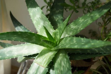 aloe vera bitkisi evde