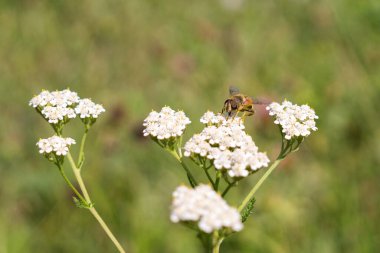 Bahçedeki güzel çiçekler ve böcekler. Yakın çekim.