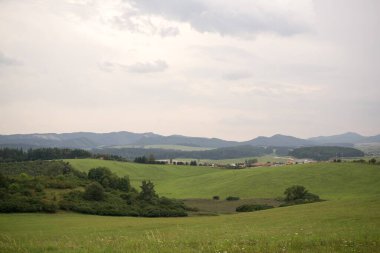 Yaz mevsiminde yeşil çayır manzarası