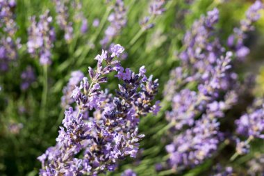 Renk çiçek atış kapatın