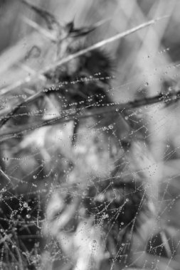 Doğa arka planında damla olan örümcek ağı