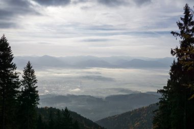 Ağaçları ve yeşil yaprakları olan sihirli orman
