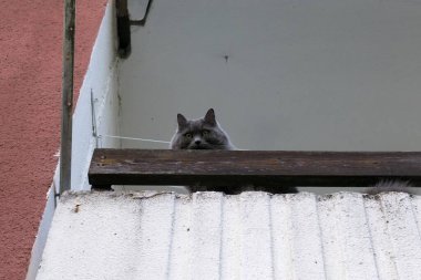 Güzel büyük kedi eski bir balkonda yatıyor.