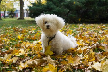 Parktaki sevimli beyaz köpek..