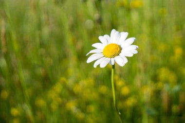  Doğada çiçek açan arka planda, kapat