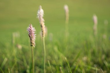 Renk çiçek atış kapatın