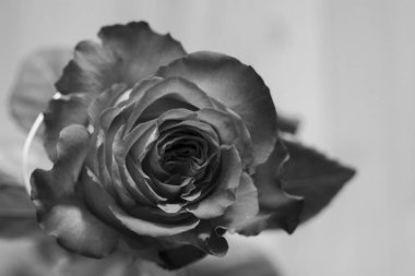 Renk çiçek atış kapatın