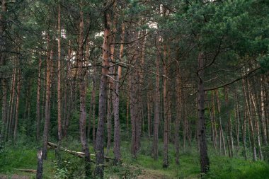 Ağaçlarla ve ormandaki yeşil otlarla kaplı bir arazi.