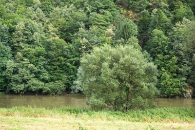 Güneşli bir günde dağ ormanı