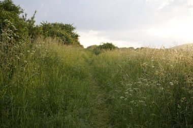 Çayırdaki güzel çim. Slovakya