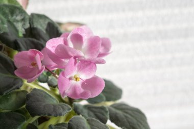 Renk çiçek atış kapatın