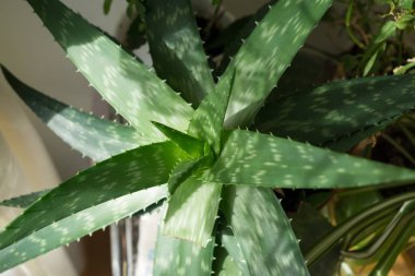 aloe vera bitkisi evde