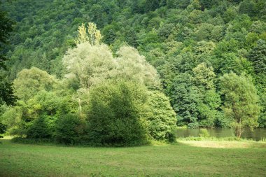 Güneşli bir günde dağ ormanı