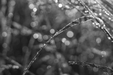 Gün batımındaki güzel yaz tarlası manzarası