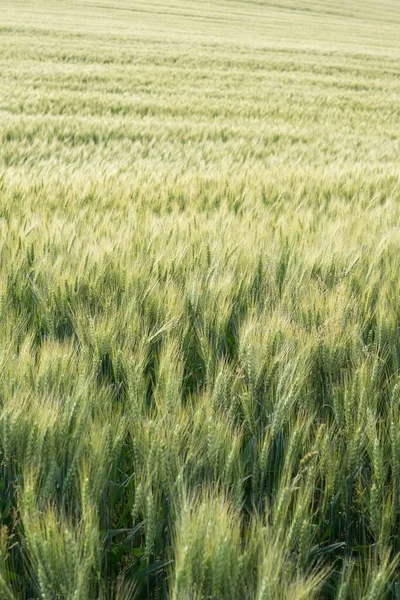 Arkadaki Buğday Tarlasının Güzel Manzarası — Stok fotoğraf