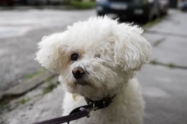 Mignon Chien Blanc Marche Plein Air — Photo