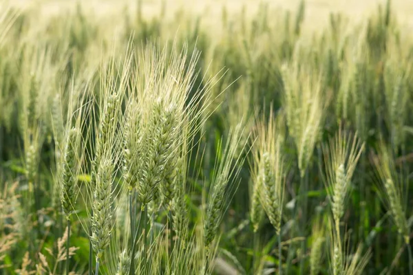 Красивый Вид Пшеничного Поля Фоне — стоковое фото
