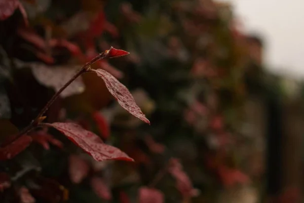 Красные Листья Дневная Съемка — стоковое фото