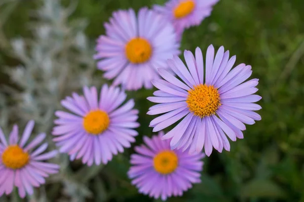 Красиві Квіти Крупним Планом Знімок — стокове фото