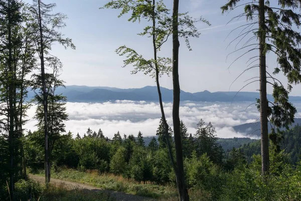 Magic trees and paths in the forest. Slovakia