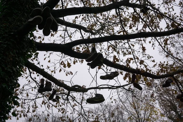 Árbol Con Zapatos Parque Sobre Fondo — Foto de Stock