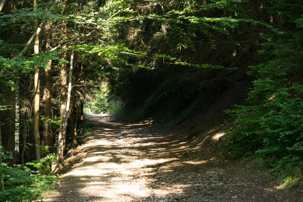 Árboles Mágicos Senderos Bosque Países Bajos —  Fotos de Stock