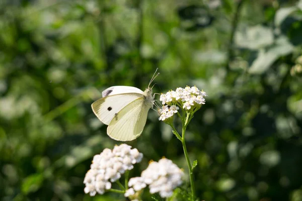 Schöne Blumen Und Schmetterling Garten Nahaufnahme — Stockfoto