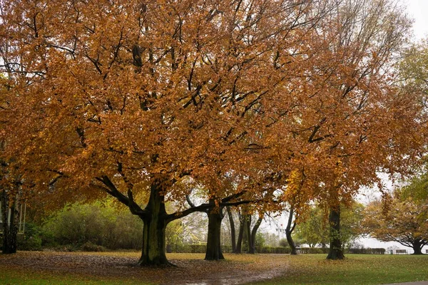 Herbst Park Mit Bäumen Hintergrund — Stockfoto