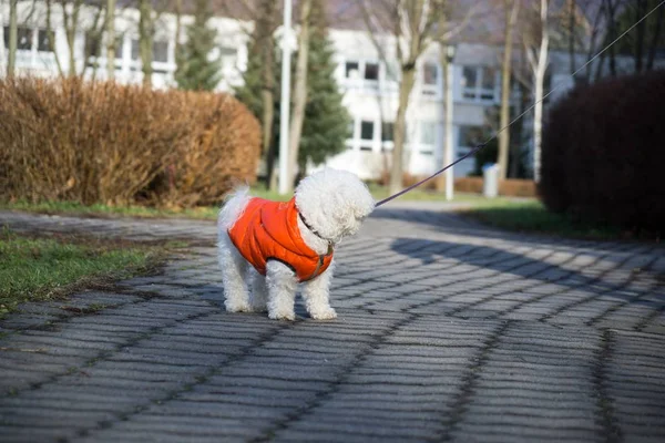 Mignon Chien Blanc Plein Air Dans Parc — Photo