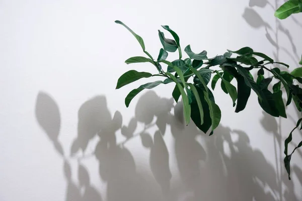 Növényi Levelek Árnyékkal Fehér Falon — Stock Fotó