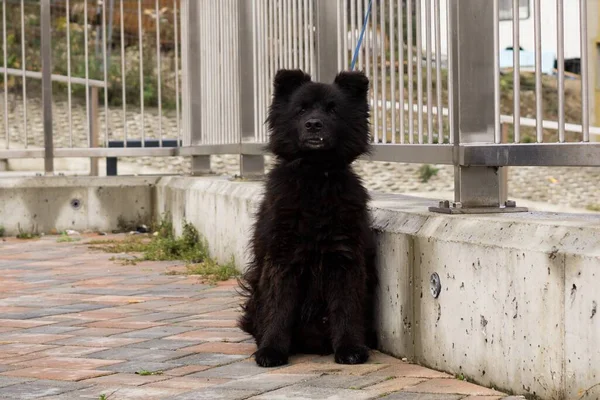街の可愛い黒い犬 — ストック写真