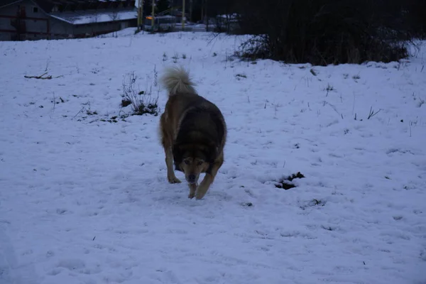 Hund Genießt Schnee Winter Slowakei — Stockfoto