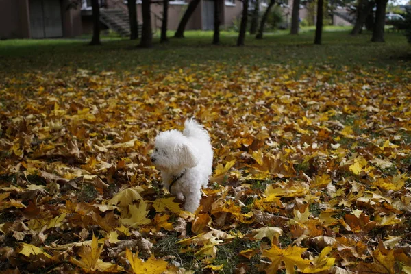 Aranyos Fehér Kutya Szabadban Parkban — Stock Fotó