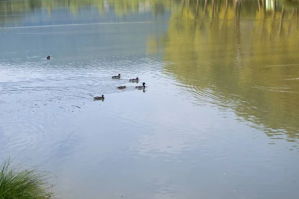 Pato Lago Natureza Primavera Eslováquia — Fotografia de Stock